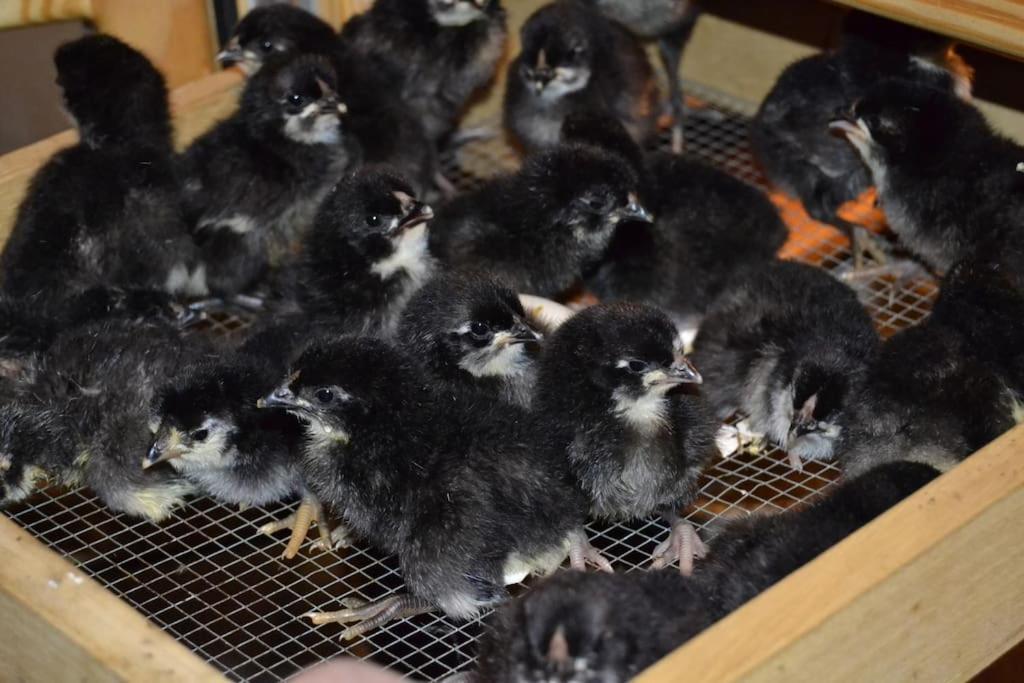 Gite Hansel De La Ferme Du Schneeberg Wangenbourg-Engenthal Zewnętrze zdjęcie