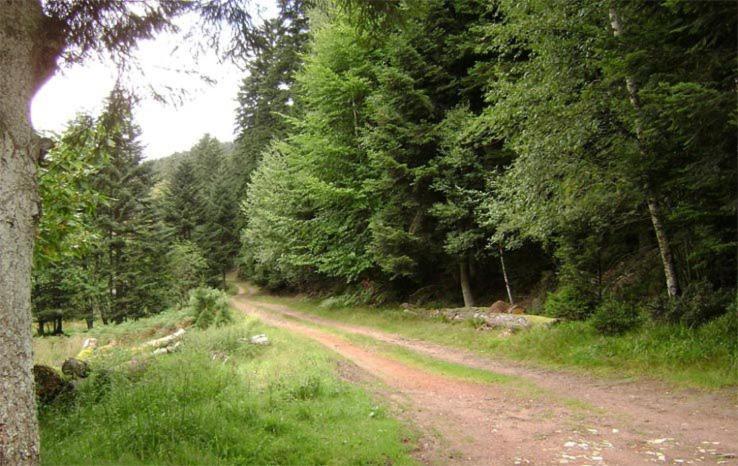 Gite Hansel De La Ferme Du Schneeberg Wangenbourg-Engenthal Zewnętrze zdjęcie