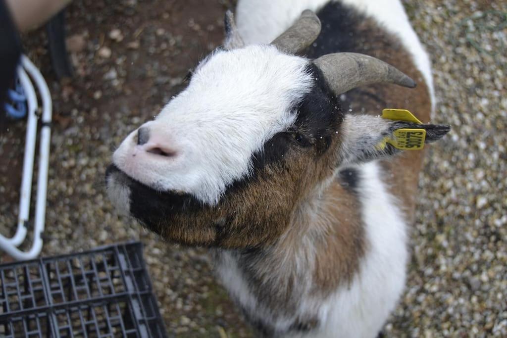 Gite Hansel De La Ferme Du Schneeberg Wangenbourg-Engenthal Zewnętrze zdjęcie