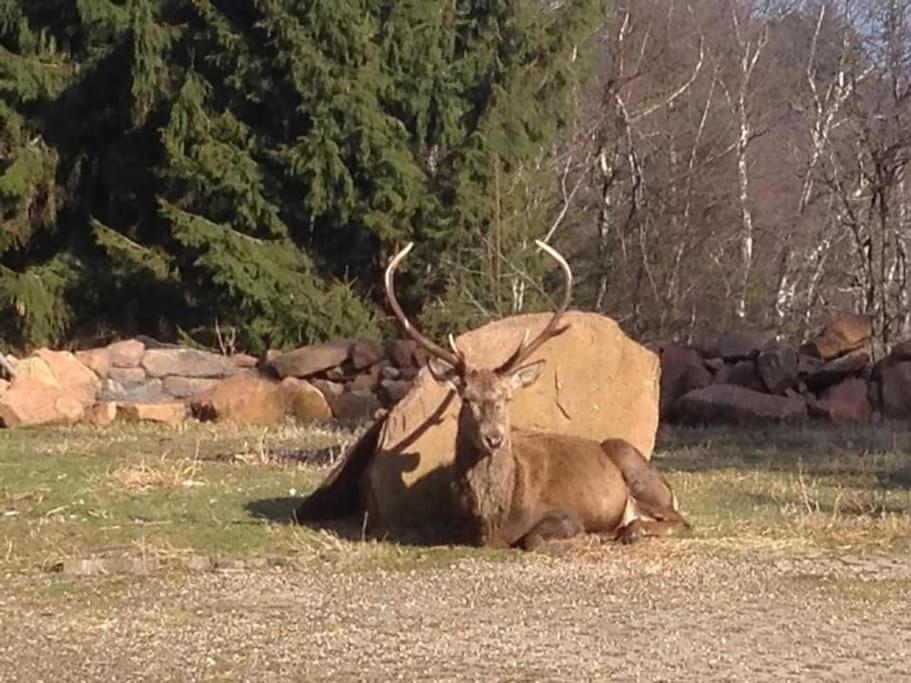 Gite Hansel De La Ferme Du Schneeberg Wangenbourg-Engenthal Zewnętrze zdjęcie